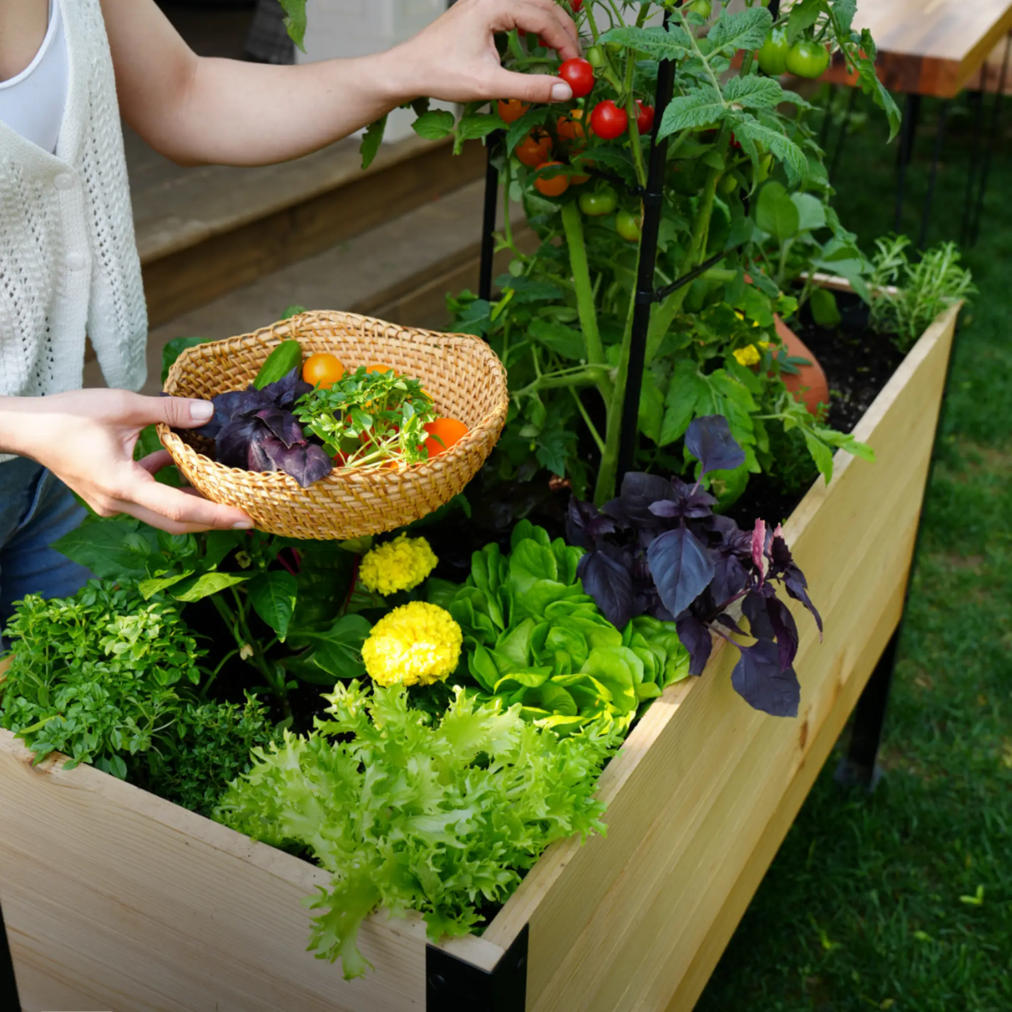 E-Book: Beginner's Guide to Raised Gardening In Canada - Image 5