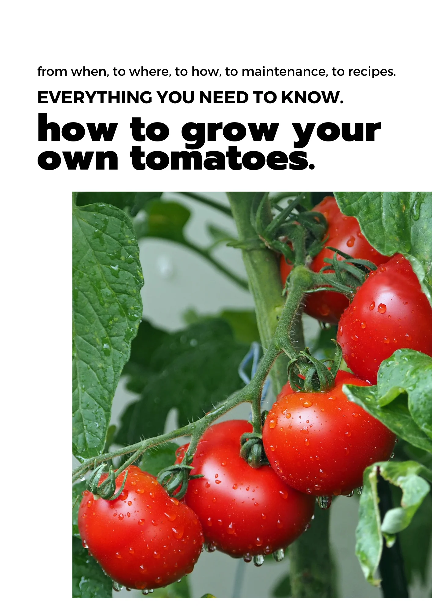 E-book: Tomato planting guide - Image 7